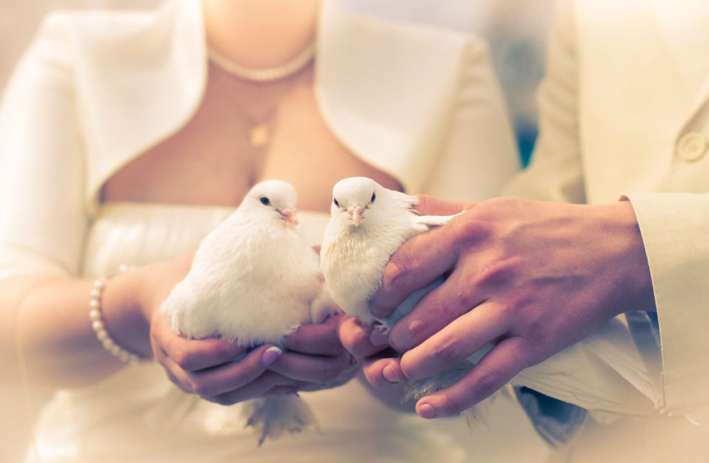 Photo of newlyweds with pigeons
